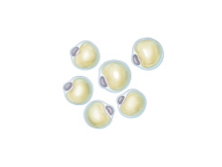 Fat cells