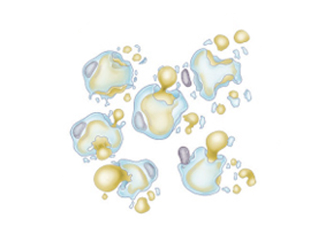Fat cells break down