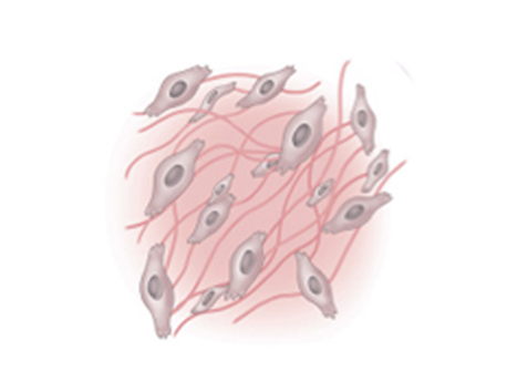 Collagen production is prompted