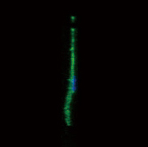 Stem cells growing on a flat surface