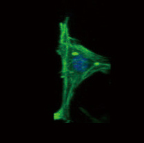 Stem cells cultured in 3D, much like real human tissue