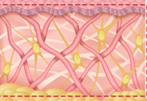 Healthy skin structure with interwoven collagen fibers