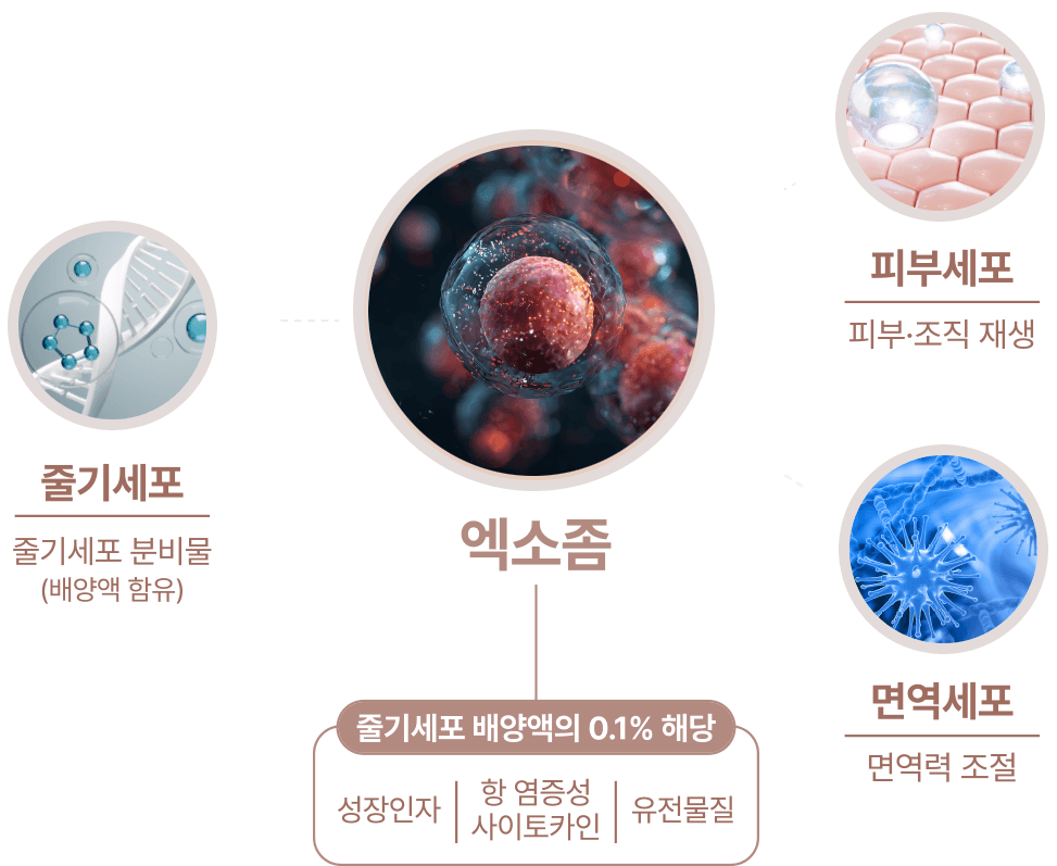 Autologous Exosome (EXOSMART)